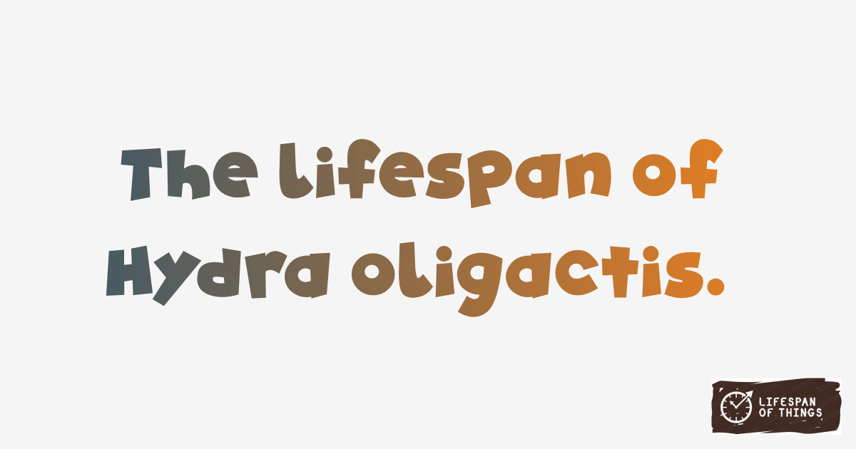 Lifespan of Hydra oligactis