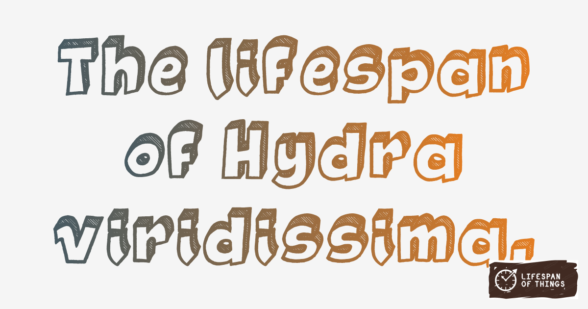 Lifespan of Hydra viridissima