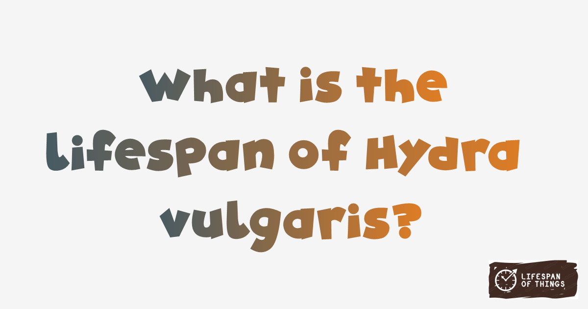 Lifespan of Hydra vulgaris