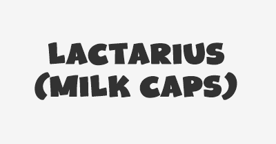 Thumbnail for lifespan of Lactarius (Milk Caps)