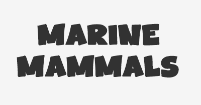 Thumbnail for lifespan of Marine Mammals
