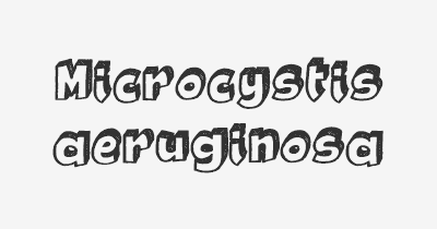 Thumbnail for lifespan of Microcystis aeruginosa
