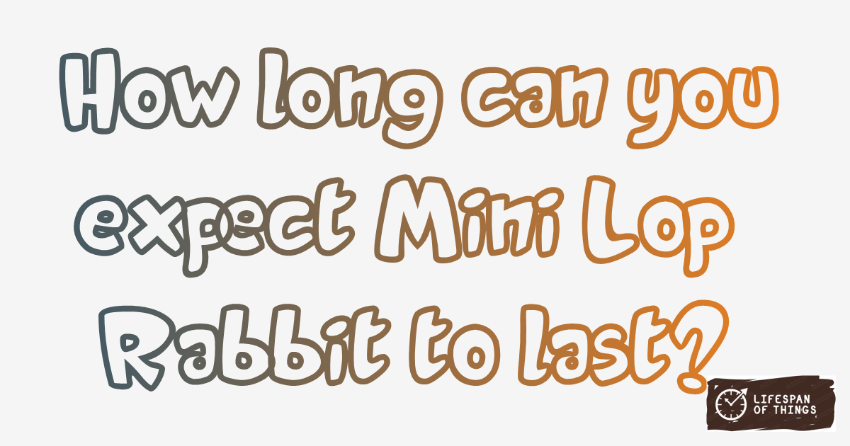 Lifespan of Mini Lop Rabbit