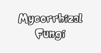 Thumbnail for lifespan of Mycorrhizal Fungi