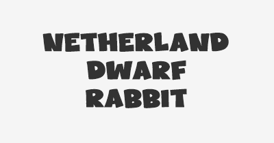 Thumbnail for lifespan of Netherland Dwarf Rabbit