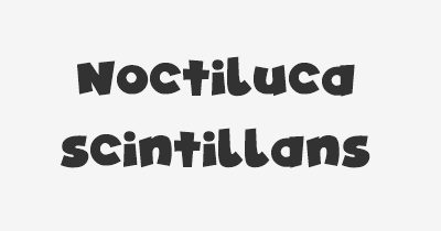 Thumbnail for lifespan of Noctiluca scintillans
