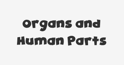 Thumbnail for lifespan of Organs and Human Parts