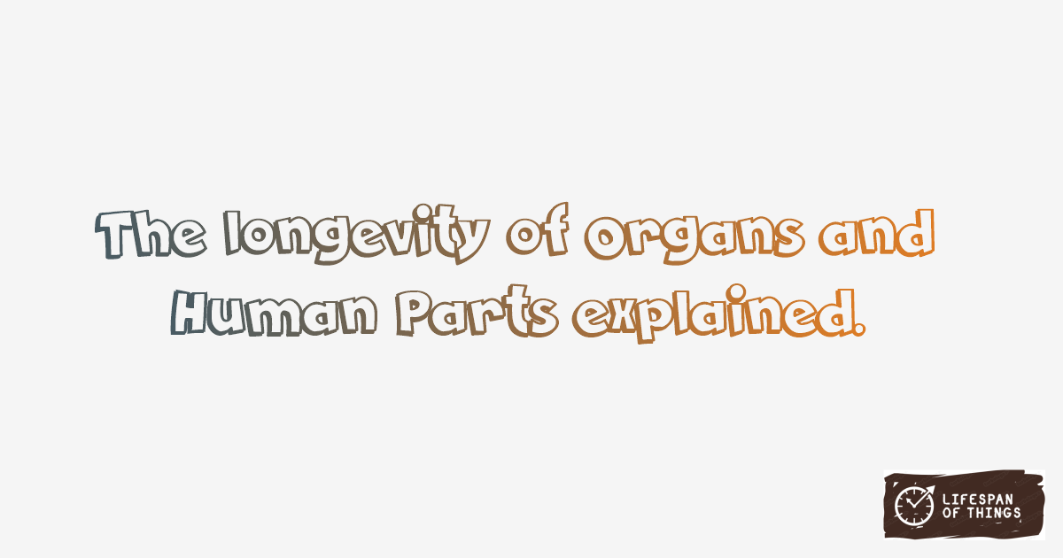 Lifespan of Organs and Human Parts