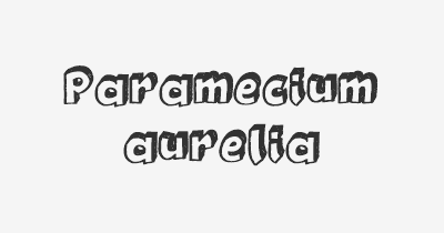 Thumbnail for lifespan of Paramecium aurelia