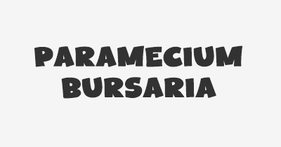 Thumbnail for lifespan of Paramecium bursaria