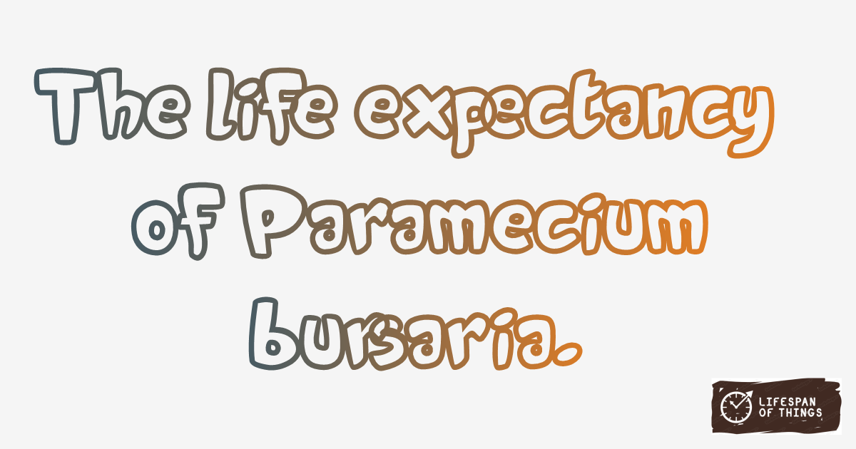 Lifespan of Paramecium bursaria