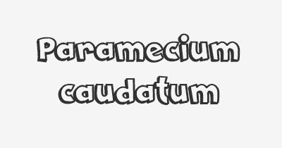 Thumbnail for lifespan of Paramecium caudatum