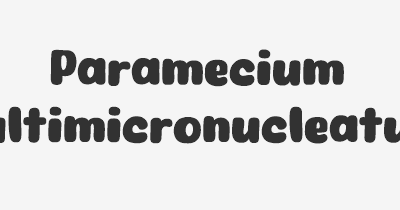 Thumbnail for lifespan of Paramecium multimicronucleatum