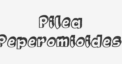 Thumbnail for lifespan of Pilea Peperomioides