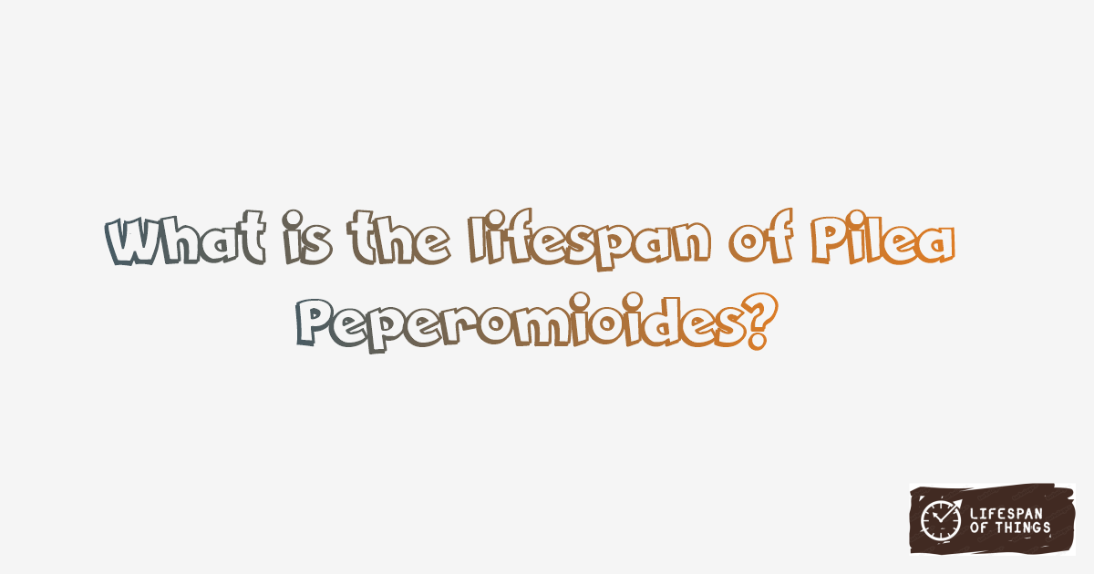 Lifespan of Pilea Peperomioides