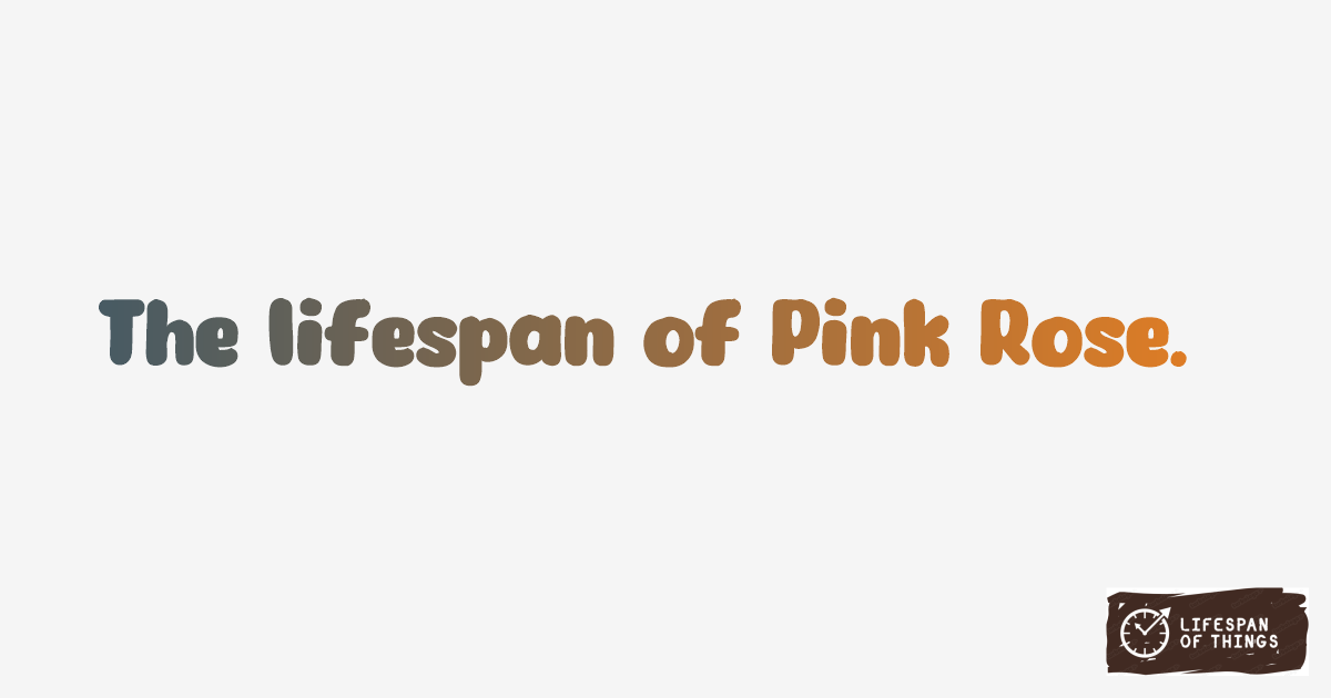 Lifespan of Pink Rose