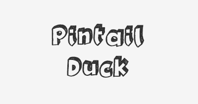 Thumbnail for lifespan of Pintail Duck