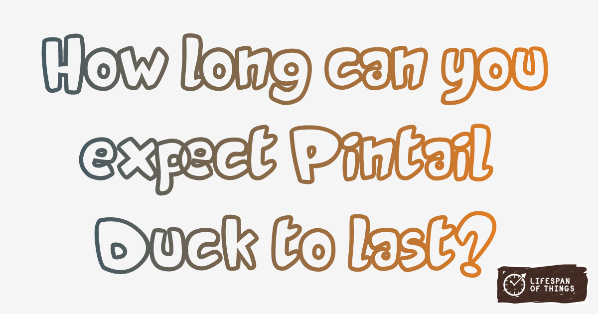 Lifespan of Pintail Duck