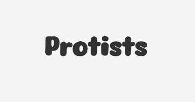 Thumbnail for lifespan of Protists