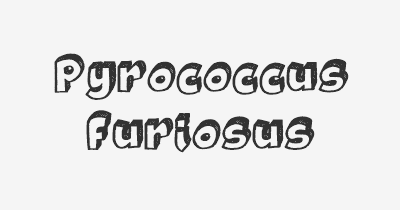 Thumbnail for lifespan of Pyrococcus furiosus