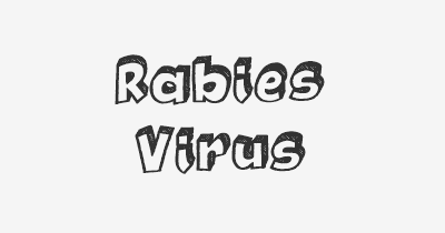 Thumbnail for lifespan of Rabies Virus