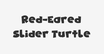 Thumbnail for lifespan of Red-Eared Slider Turtle