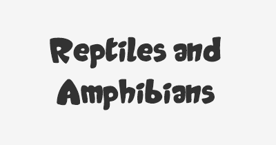 Thumbnail for lifespan of Reptiles and Amphibians