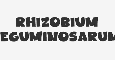 Thumbnail for lifespan of Rhizobium leguminosarum