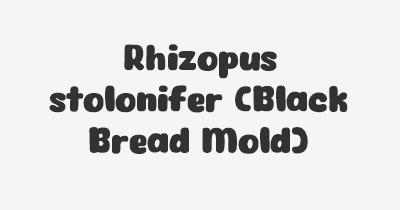 Thumbnail for lifespan of Rhizopus stolonifer (Black Bread Mold)