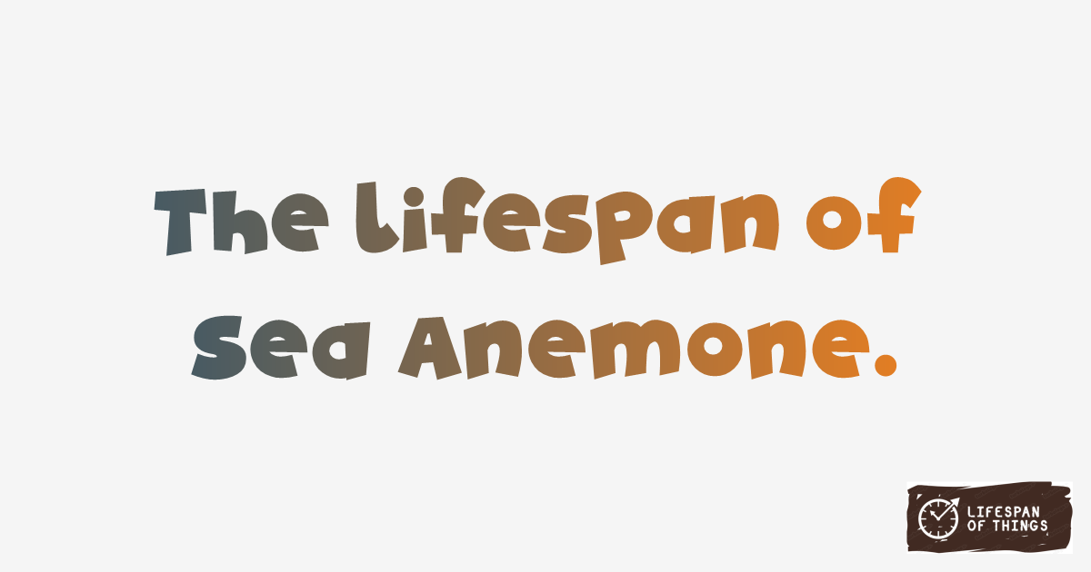 Lifespan of Sea Anemone