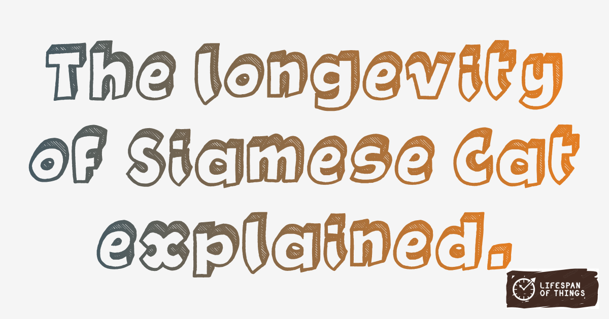 Lifespan of Siamese Cat