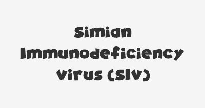 Thumbnail for lifespan of Simian Immunodeficiency Virus (SIV)