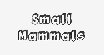 Thumbnail for lifespan of Small Mammals