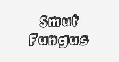 Thumbnail for lifespan of Smut Fungus