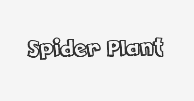Thumbnail for lifespan of Spider Plant