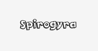 Thumbnail for lifespan of Spirogyra