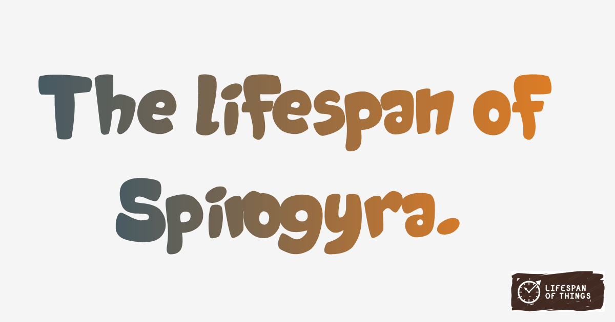 Lifespan of Spirogyra