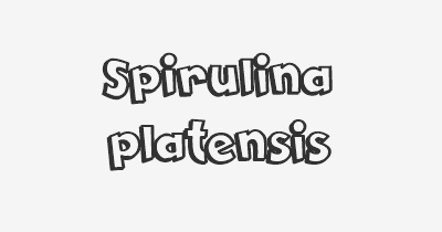 Thumbnail for lifespan of Spirulina platensis