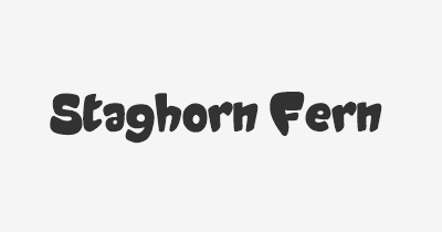 Thumbnail for lifespan of Staghorn Fern