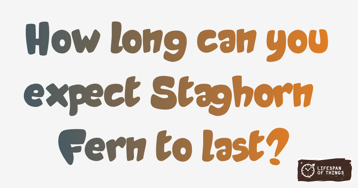 Lifespan of Staghorn Fern