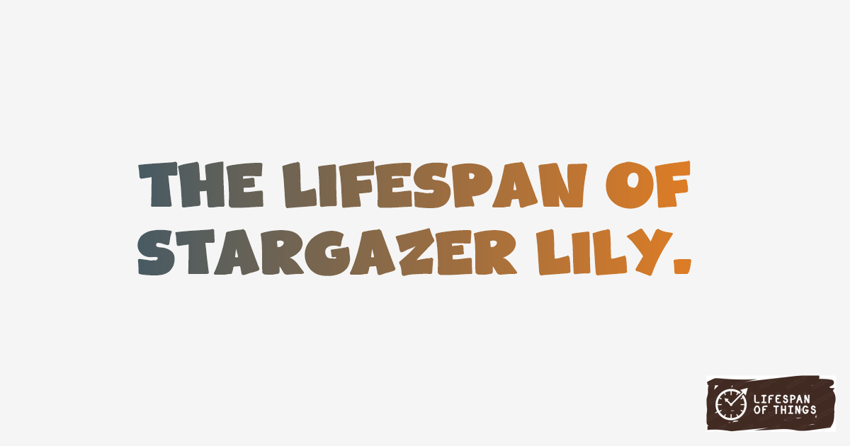 Lifespan of Stargazer Lily