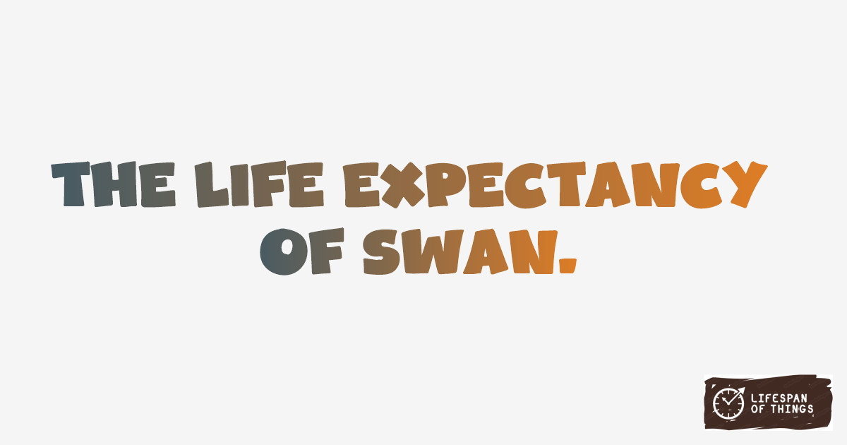 Lifespan of Swan