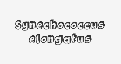 Thumbnail for lifespan of Synechococcus elongatus
