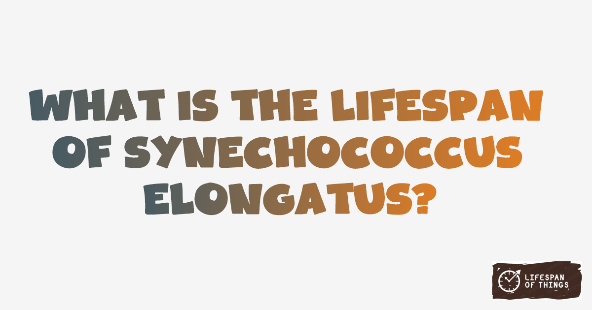Lifespan of Synechococcus elongatus