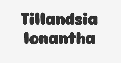 Thumbnail for lifespan of Tillandsia Ionantha