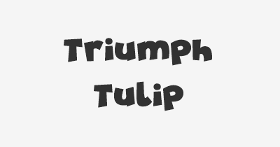 Thumbnail for lifespan of Triumph Tulip