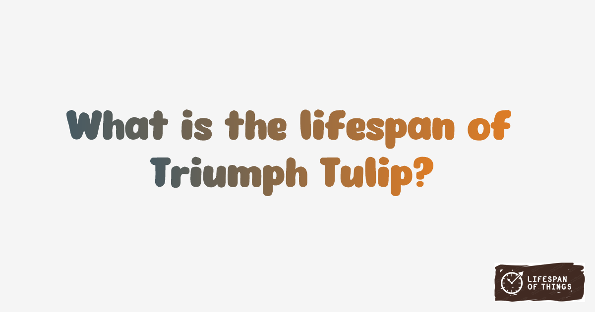 Lifespan of Triumph Tulip