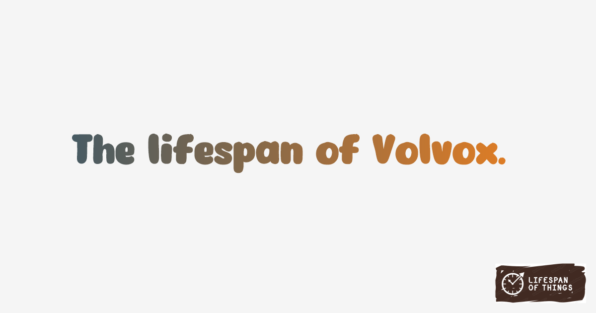 Lifespan of Volvox