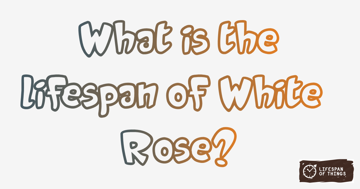 Lifespan of White Rose