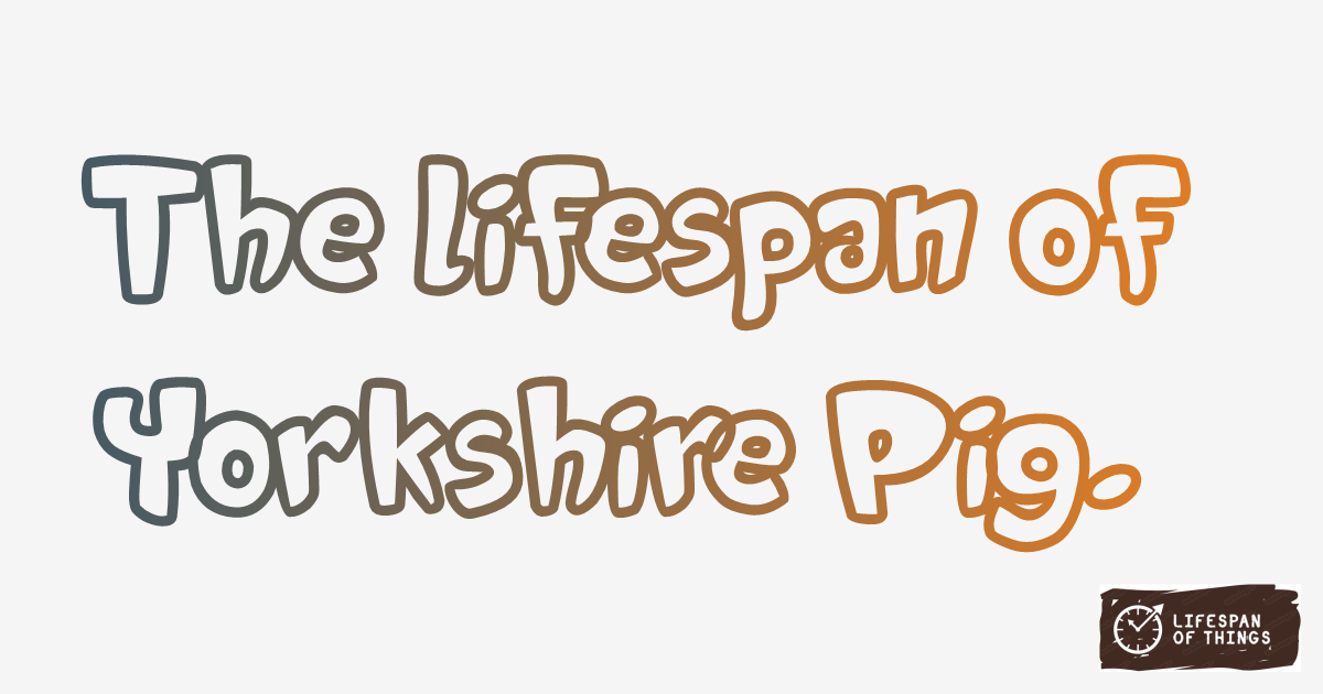 Lifespan of Yorkshire Pig